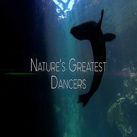 Танцы дикой природы (2 серии из 2) / Nature's Greatest Dancers (2015) HDTVRip